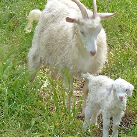 La Schaafraniere Oda ve Kahvaltı