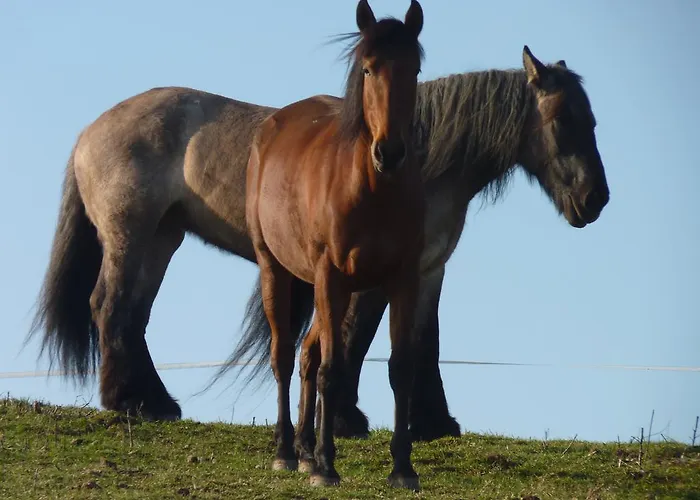 B&B La Schaafraniere
